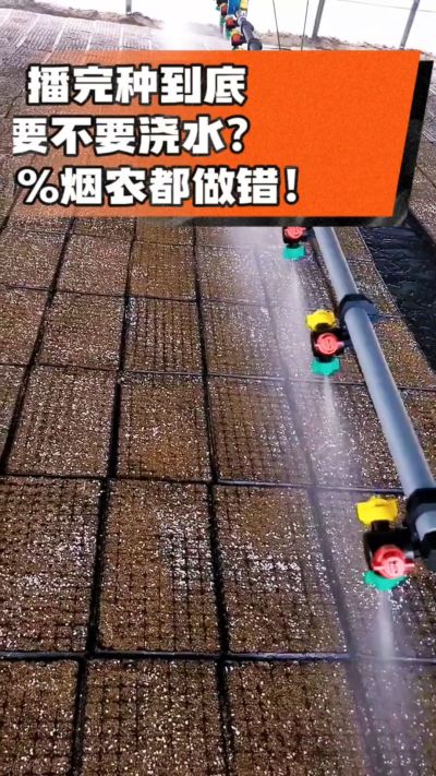 烤烟播完种一定要浇透底水，喷雾慢浇、别大水冲，盘底漏水才算到位，出苗又齐又壮！#烤烟育苗 #烤烟种植 #烟农干货 #育苗技术
