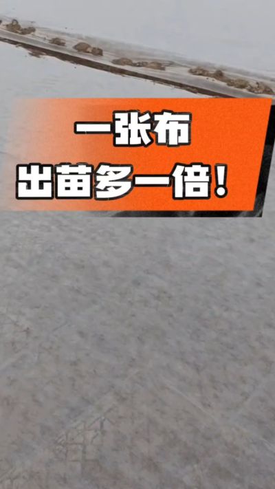 烤烟育苗盖无纺布，保温保湿出苗齐，不烂种、出苗快，烟农必备小技巧！