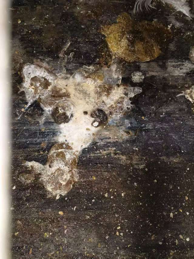 蛋鸡拉白稀的问题