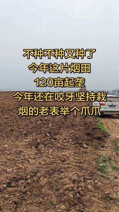 不种不种又种啦，还在咬牙坚持栽烟的老表集合啦！