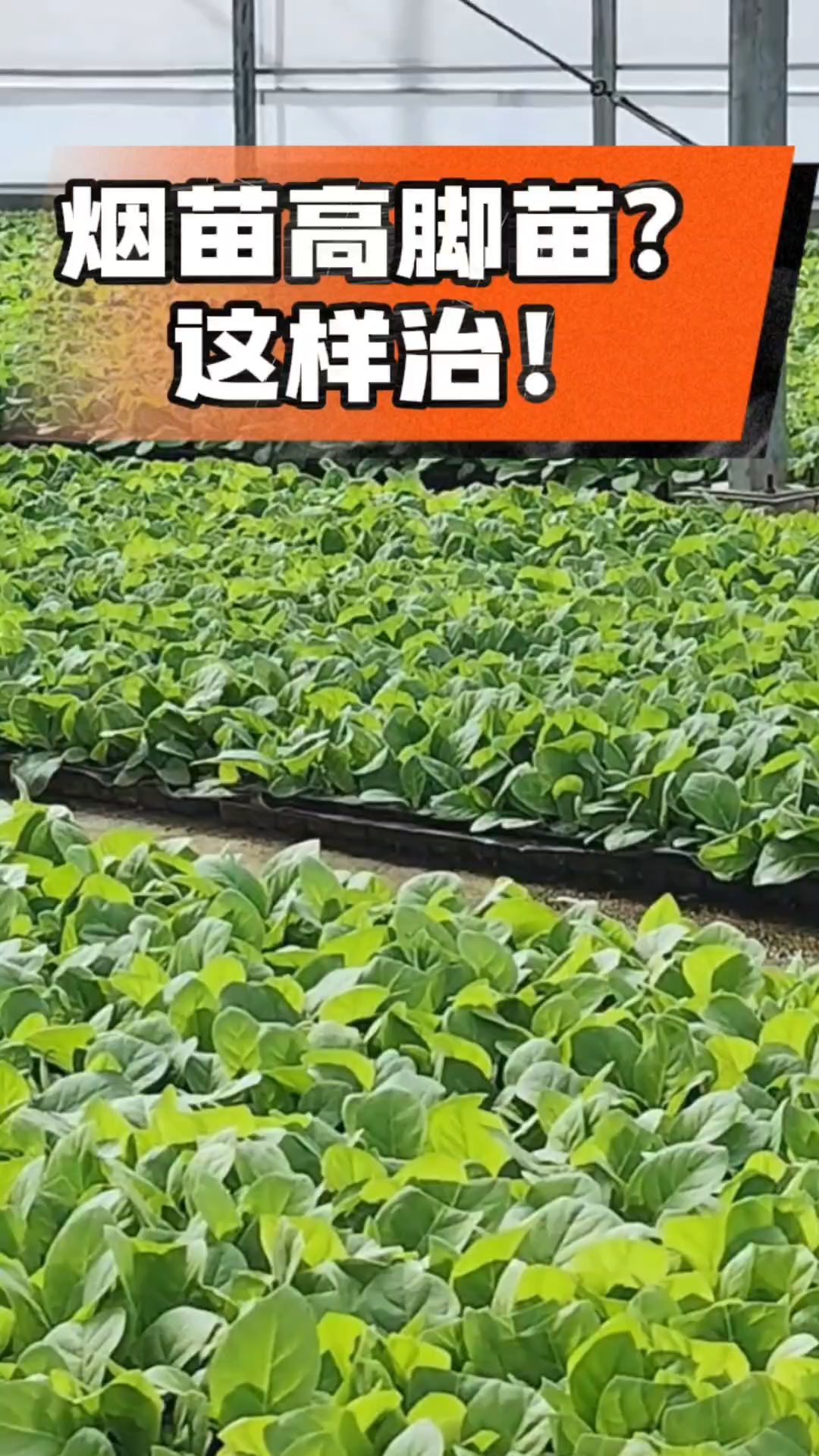 烤烟齐苗期管理关键：精准控温，防高脚苗，培育壮苗好上手！