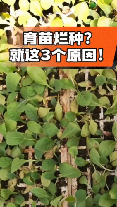 烤烟育苗烂种？3个原因讲清楚！消毒、控水、控温，做到就苗齐苗壮🔥
#烤烟育苗 #烤烟种植 #烂种防治 #烟农