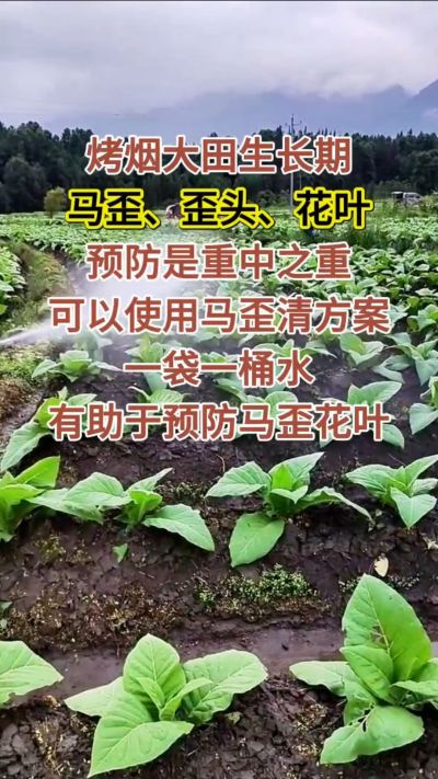 烤烟大田生长期，马歪歪头花叶预防是重中之重，可以使用马歪清方案，一袋一桶水，有助于预防马歪花叶。
烤烟管理早做一步，后期少操心！#烤烟种植#烤烟管理#烤烟大田管理#烤烟病害防治